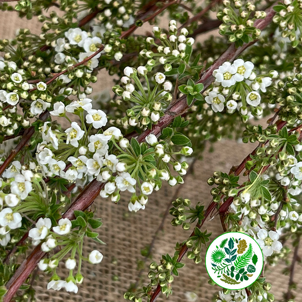 Spiraea &#39;Cultivated&#39; (x10)