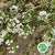 Spiraea 'Cultivated' (x10)