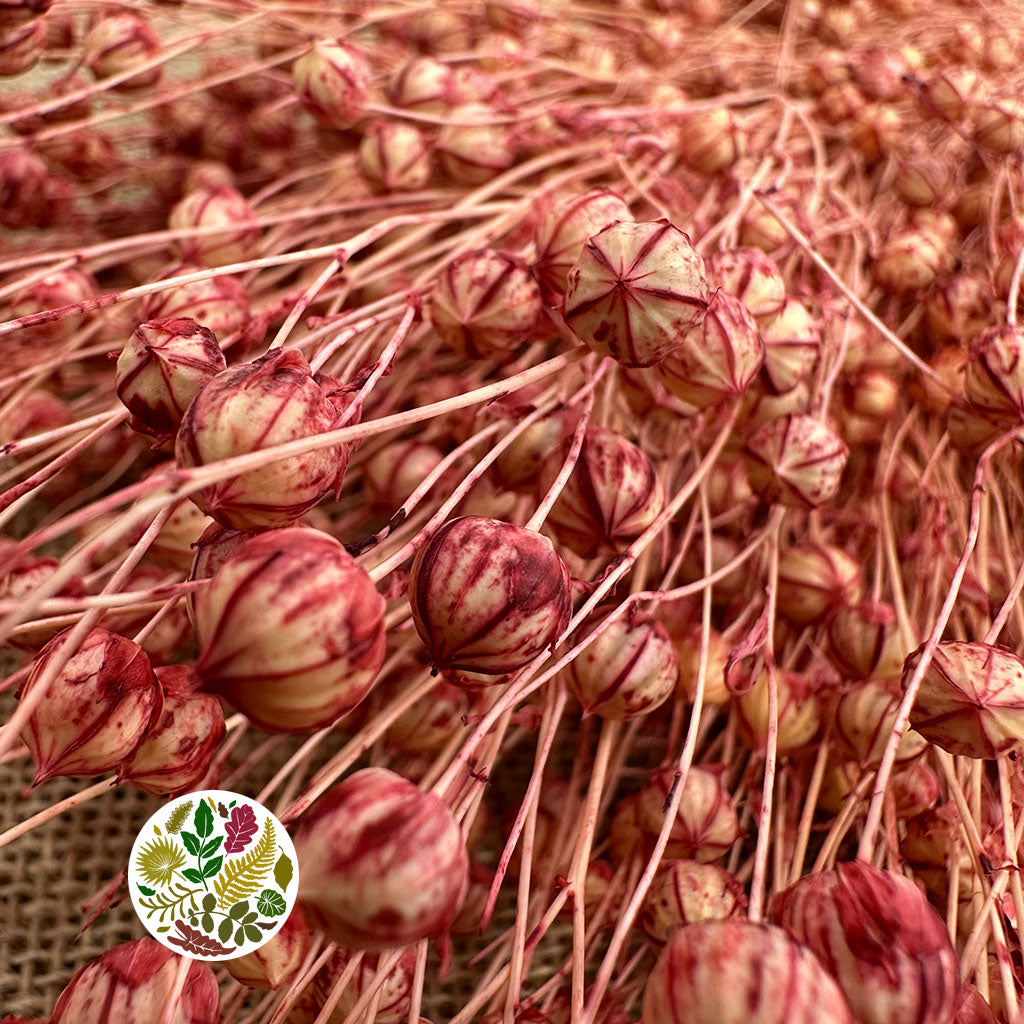 Grass 'Linen' (Coloured) DRY (Various Colours)