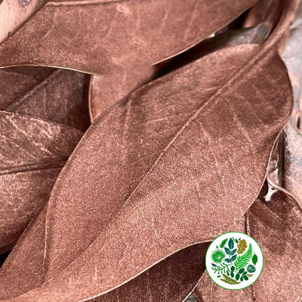 Magnolia &#39;Foliage&#39; (Painted Metallic) (Various Colours) 80cm (300g)