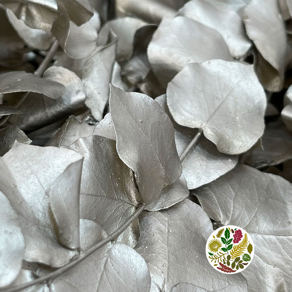 Eucalyptus 'Stuartiana' (Stabilised) (Painted) (DRY) (Various Colours)