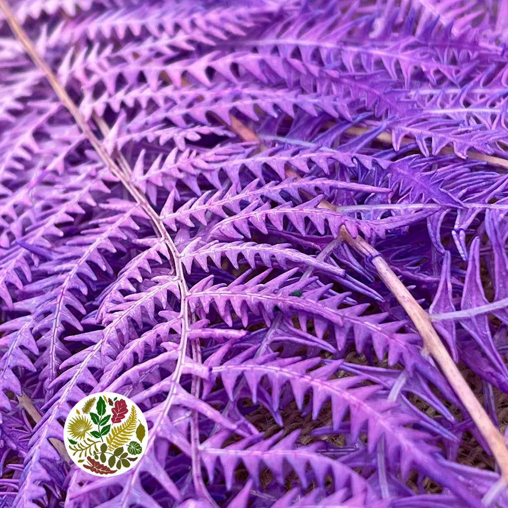 Fern &#39;Bracken&#39; (Preserved) (DRY) (Various Colours) 60-70cm