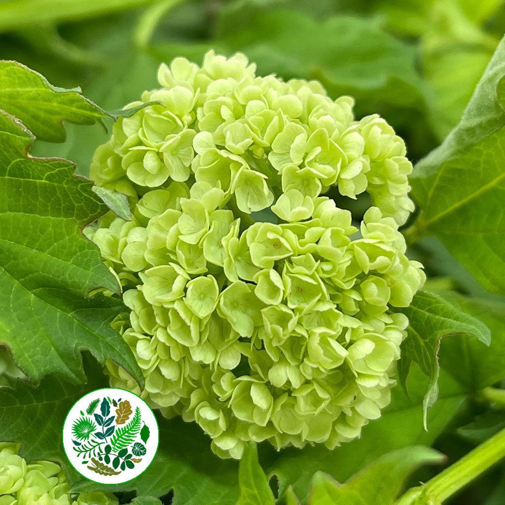 Viburnum &#39;Oppulus Guelder&#39; (Cultivated) (Various Sizes)