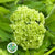 Viburnum 'Oppulus Guelder' (Cultivated) (Various Sizes)