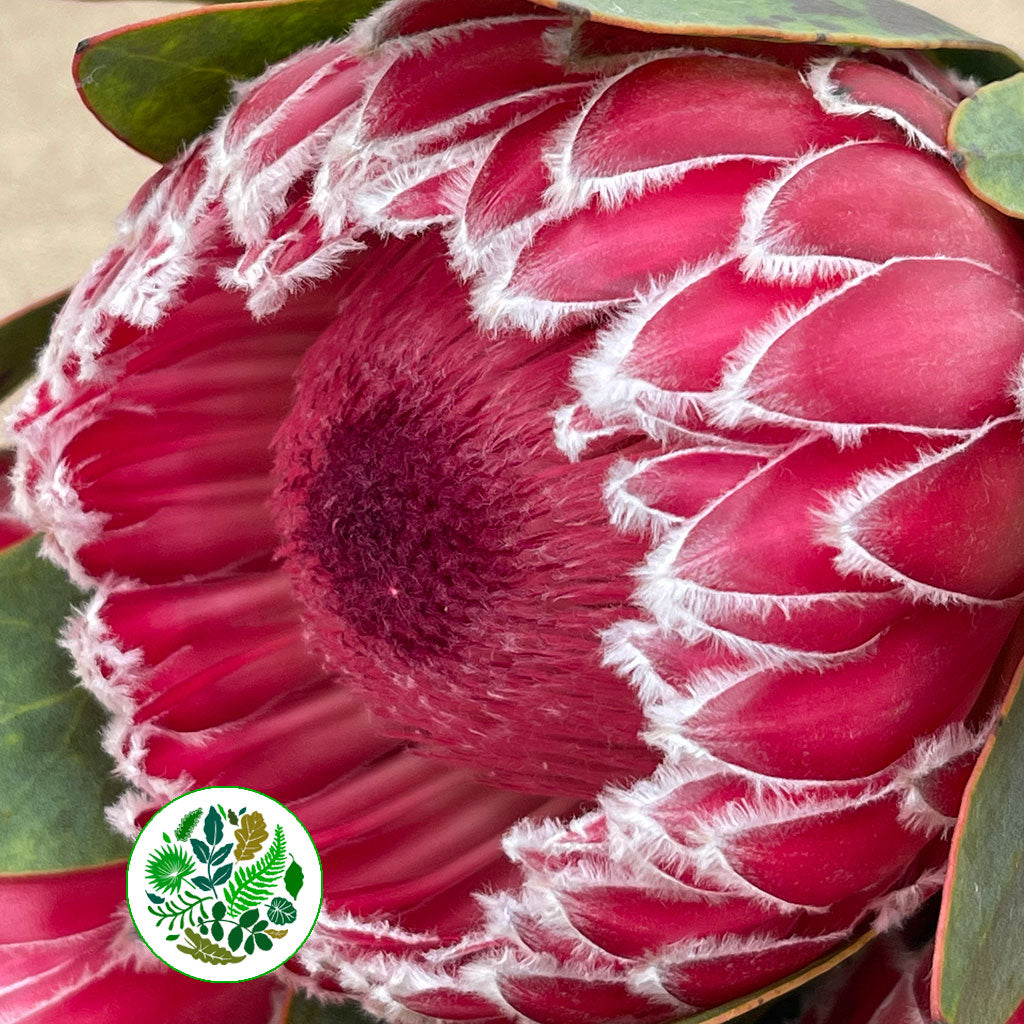 Protea &#39;Empress&#39; (Various Lengths)