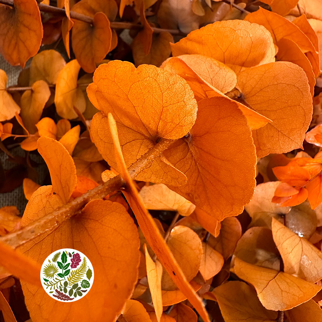 Eucalyptus 'Stuartiana' (Stabilised) (DRY) (Various Colours)