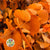 Eucalyptus 'Stuartiana' (Stabilised) (Coloured) (DRY) (Various Colours)