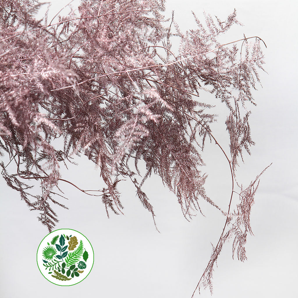 Fern 'Asparagus' (Painted) 85cm (Various Colours) (x50)