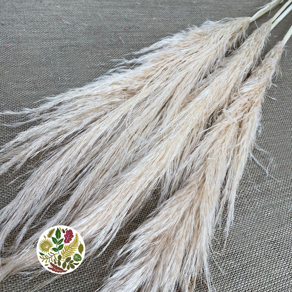 Grass &#39;Pampas&#39; (Evita) (Bleached) (DRY) (Various Sizes)