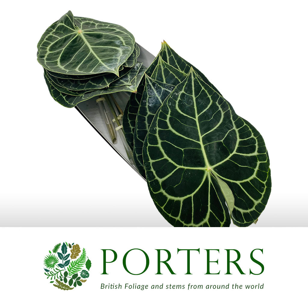 anthurium clarinervium sale uk Anthurium 'Clarinervium' (Various Sizes)