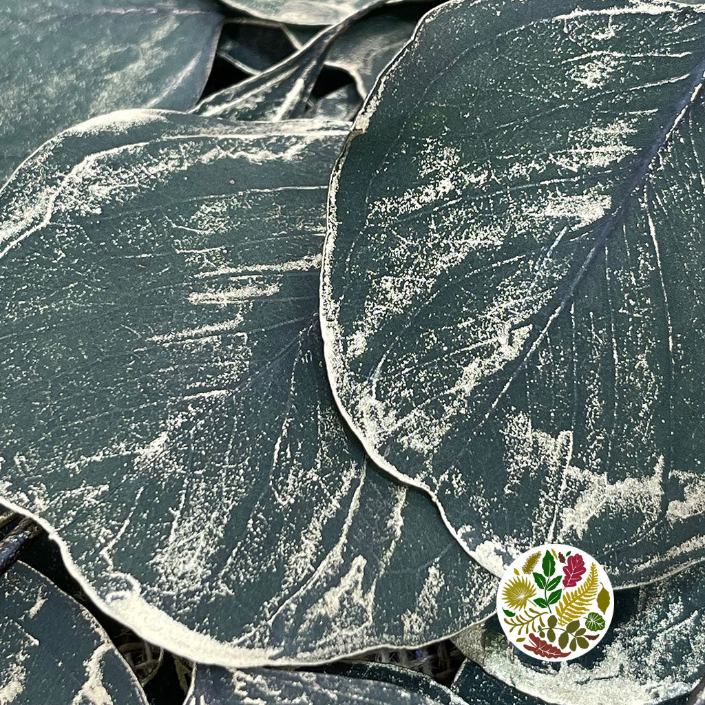 Eucalyptus &#39;Populus&#39; (Preserved) (Painted) (DRY)