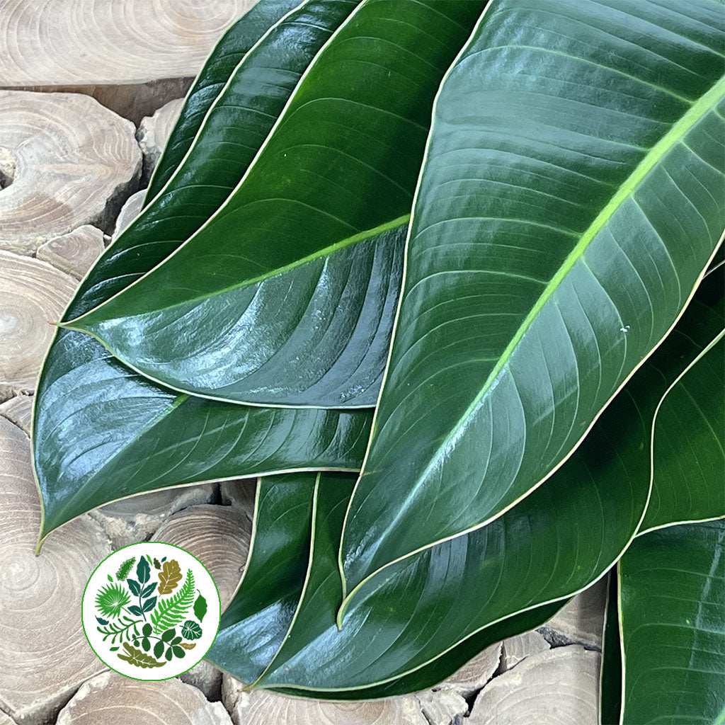 Philodendron Leaves &#39;St.Tropez&#39; (Various Lengths)