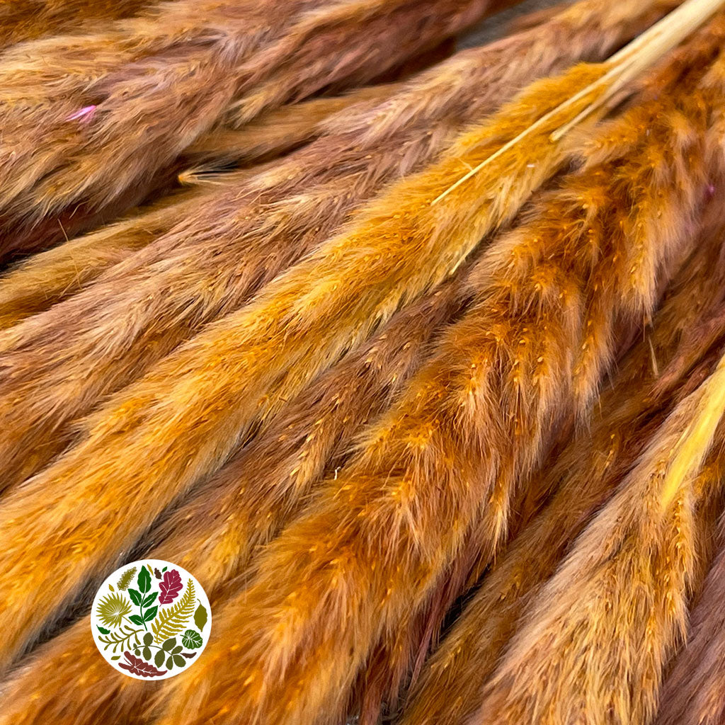 Grass 'Pampas' (Fluffy Baby) (Coloured) (DRY) (Various Sizes)