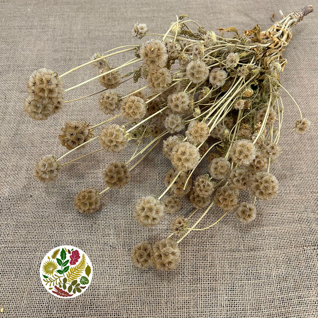 Scabious 'Star Seed Heads' (Natural) (DRY)
