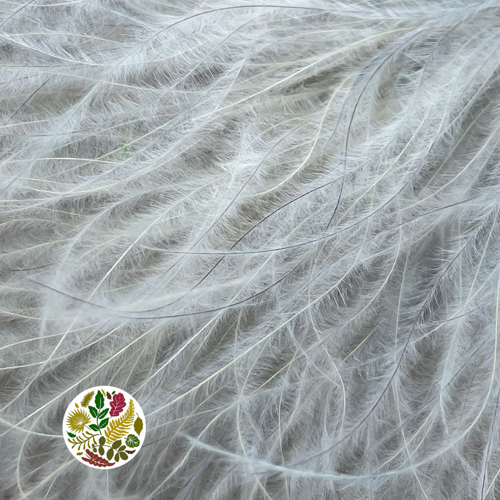 Grass 'Stipa Pennata' (DRY) (Various Colours) 50cm