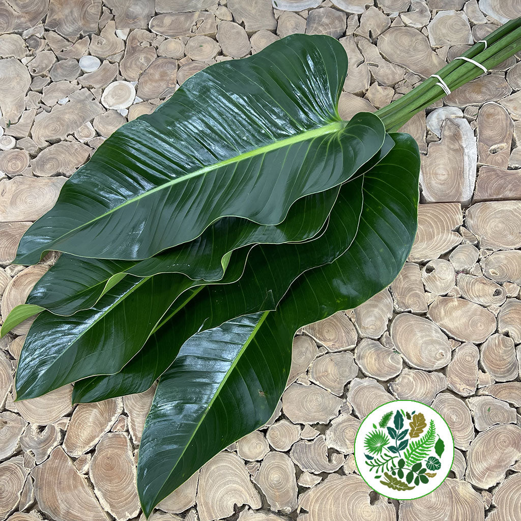 Philodendron Leaves &#39;St.Tropez&#39; (Various Lengths)