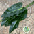 Philodendron Leaves 'St.Tropez' (Various Lengths)