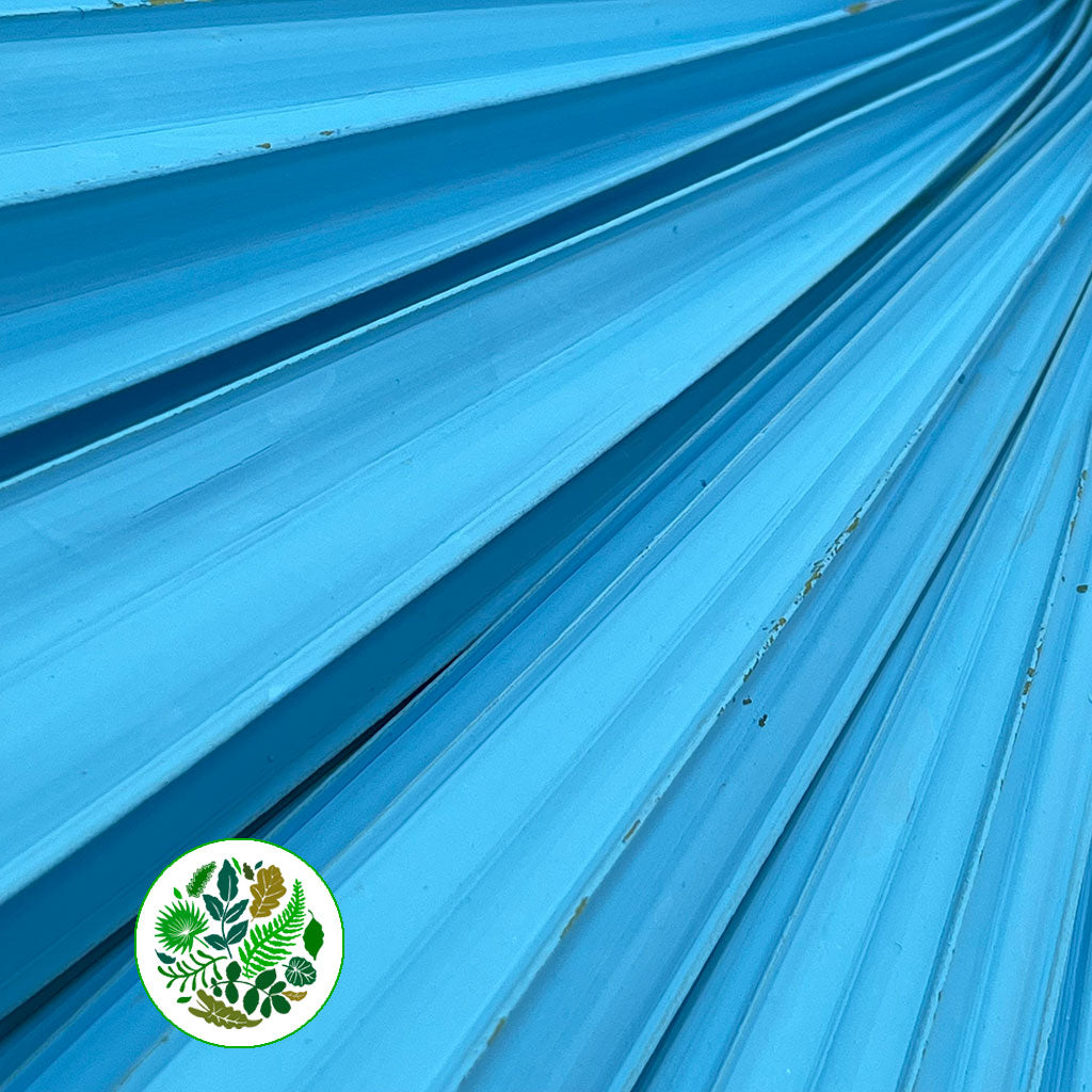 Palm 'Washingtonia' (Painted) (Various Colours)