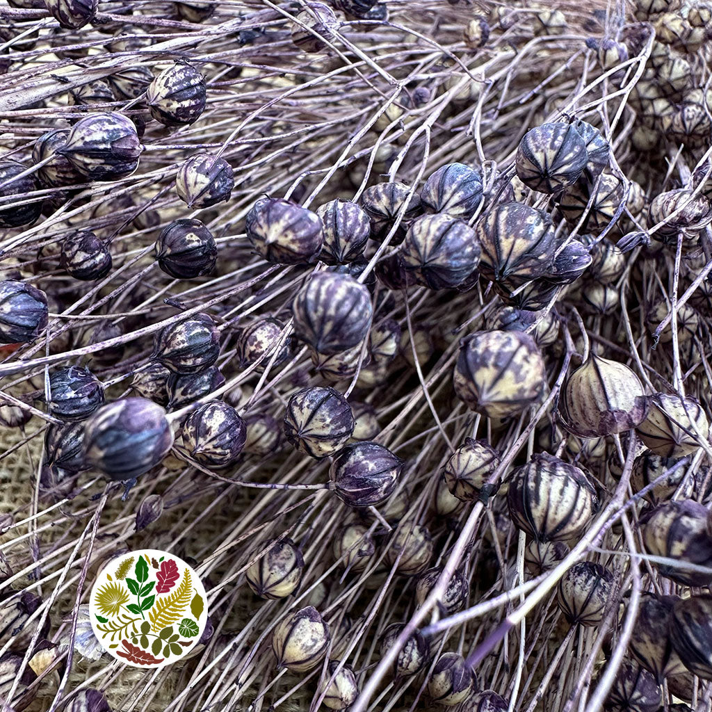 Grass 'Linen' (Coloured) DRY (Various Colours)