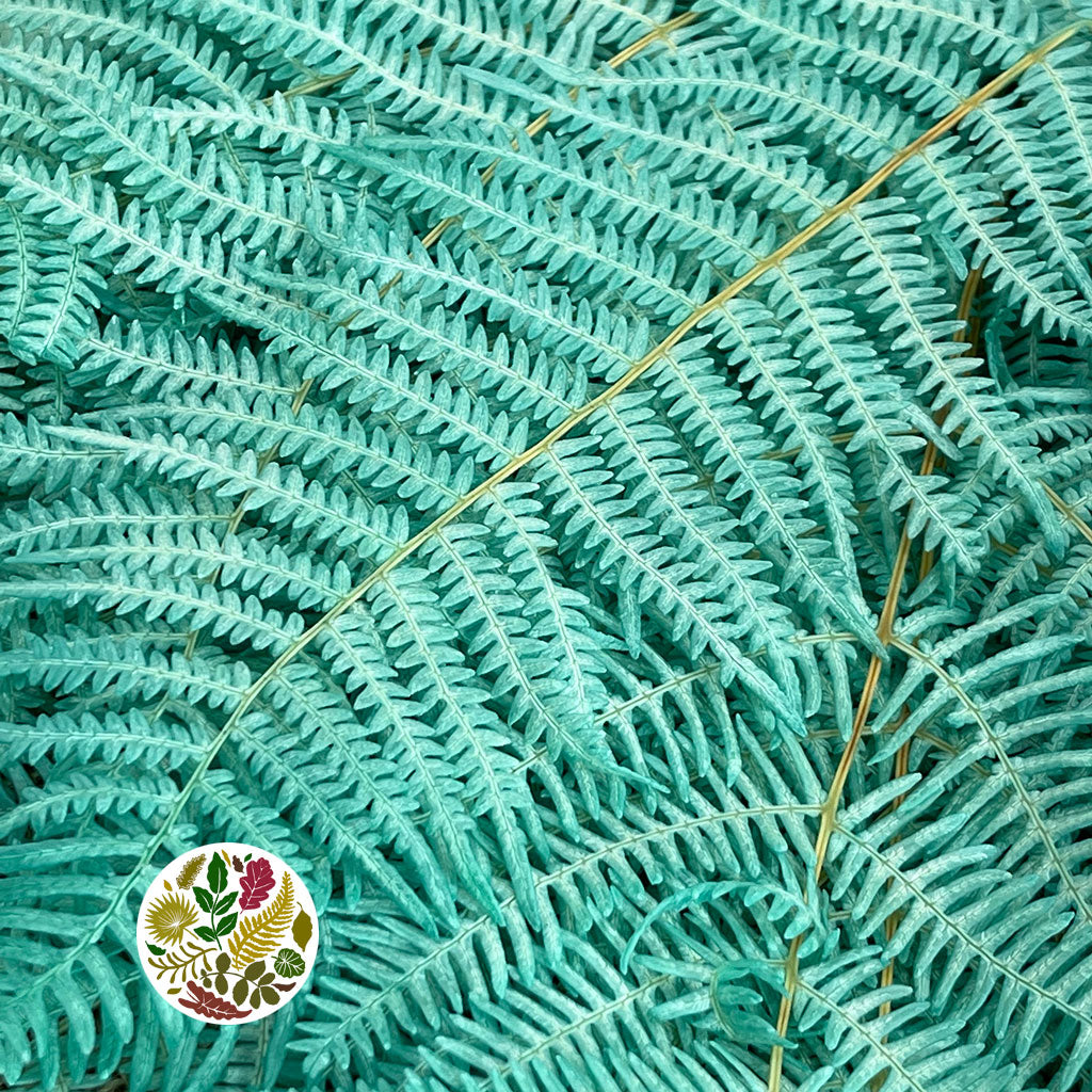 Fern &#39;Bracken&#39; (Preserved) (DRY) (Various Colours) 60-70cm