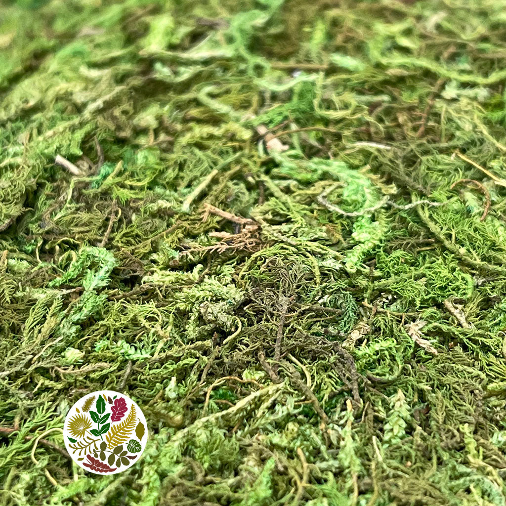 Moss &#39;Sheet&#39; (Asia Moss) (DRY) (Various Sizes)