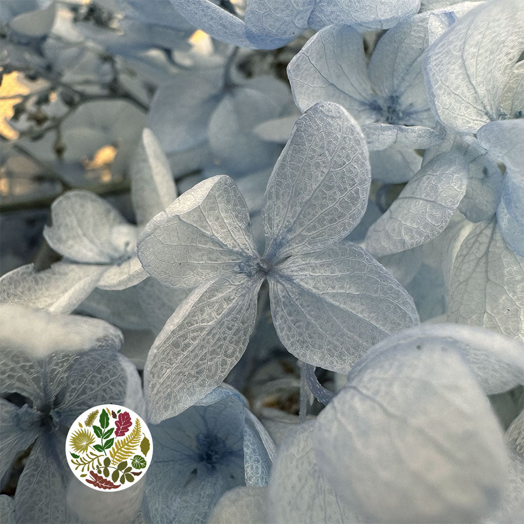 Hydrangea Flower &#39;Anna&#39; 70cm (Various Colours) (Bleached) (DRY)