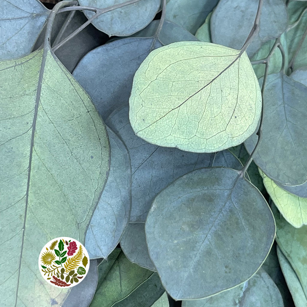 Eucalyptus &#39;Populus&#39; (Peserved) (Coloured) (DRY (Various Colours)