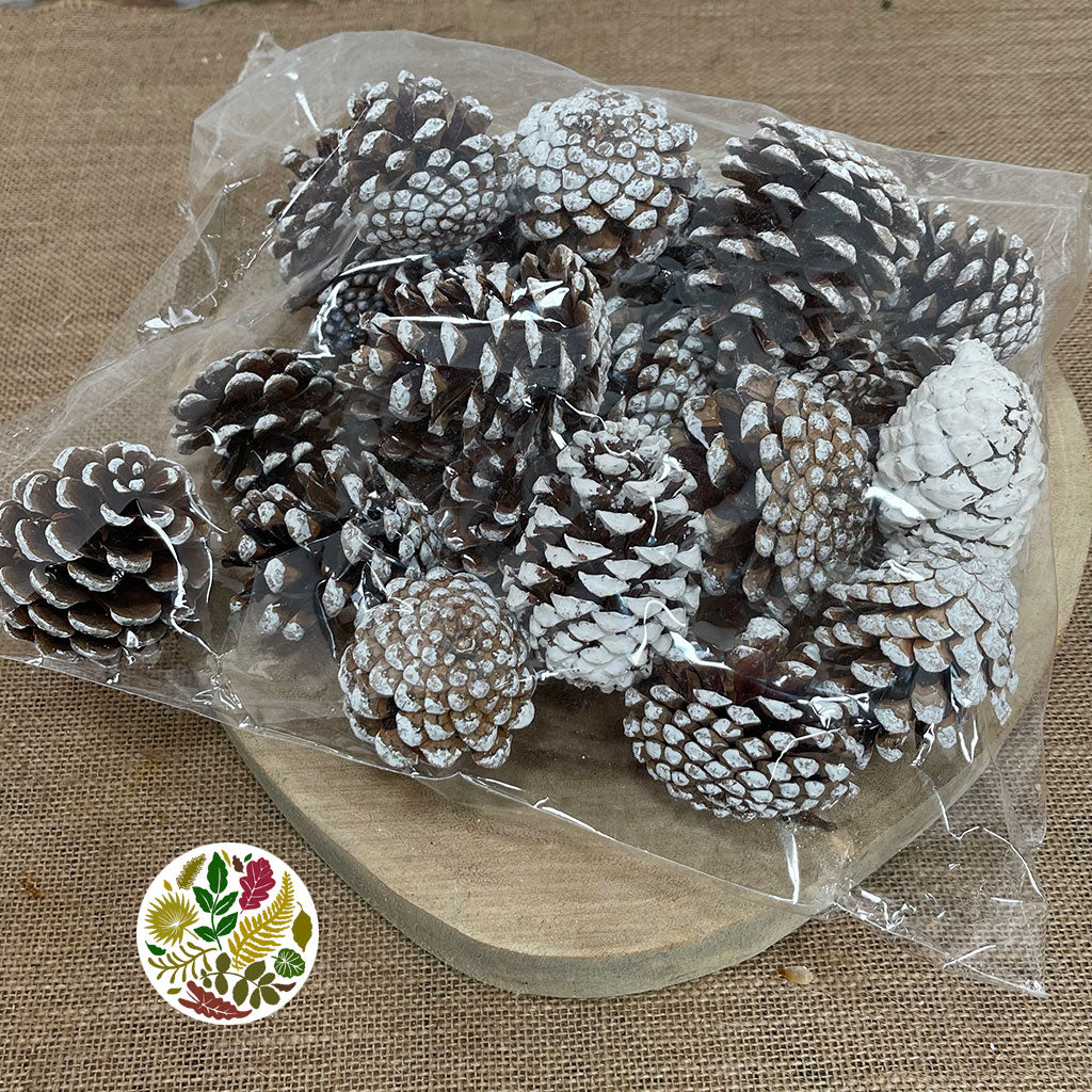 Cones 'Nigra' (Painted) (DRY) (Various Colours)