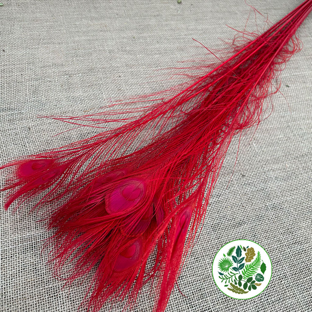 Feathers &#39;Peacock&#39; 90-100cm (x10) (Various Colours)