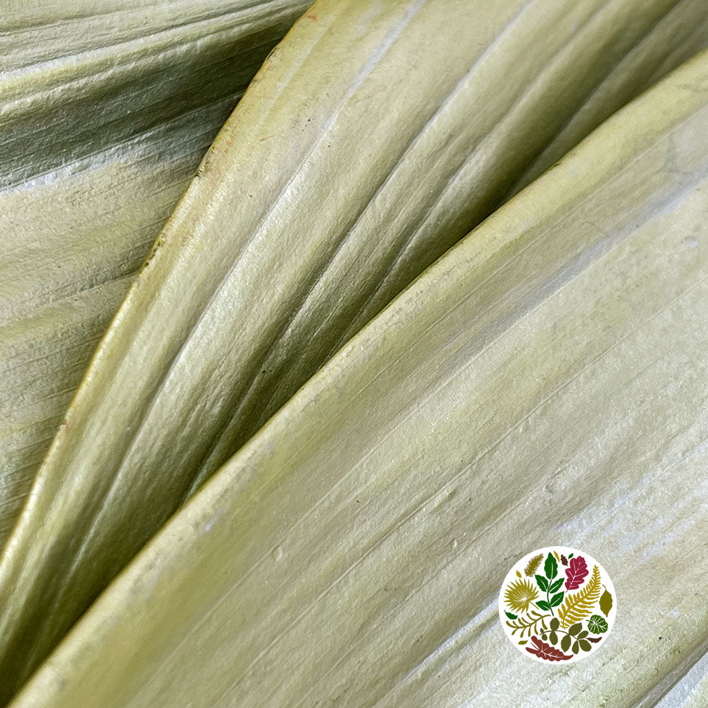 Aspidistra 'Painted' (Fresh) (Various Colours)