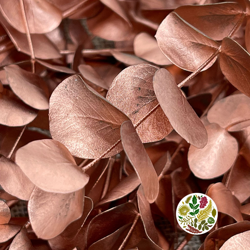 Eucalyptus 'Cinerea' (Painted) (Various Colours)