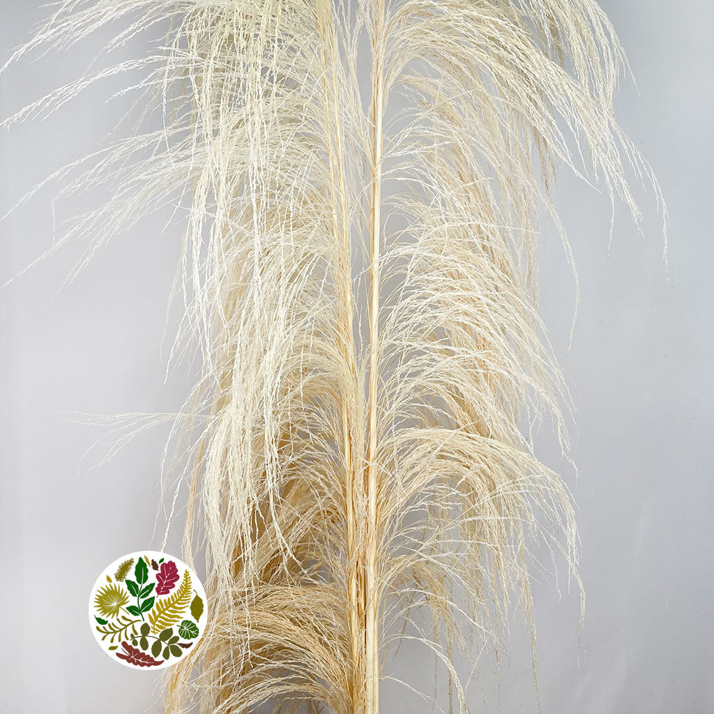 Grass &#39;Pampas&#39; (Uva stalk) (Bleached) (DRY) (Various Sizes)