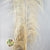 Grass 'Pampas' (Uva stalk) (Bleached) (DRY) (Various Sizes)