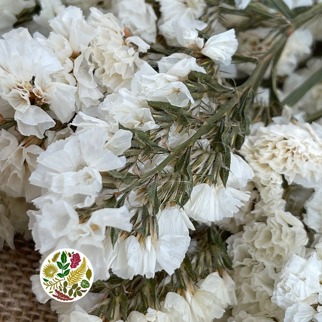 Statice 'Flower' (Various Colours) (DRY) 70cm