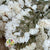 Statice 'Flower' (Various Colours) (DRY) 70cm