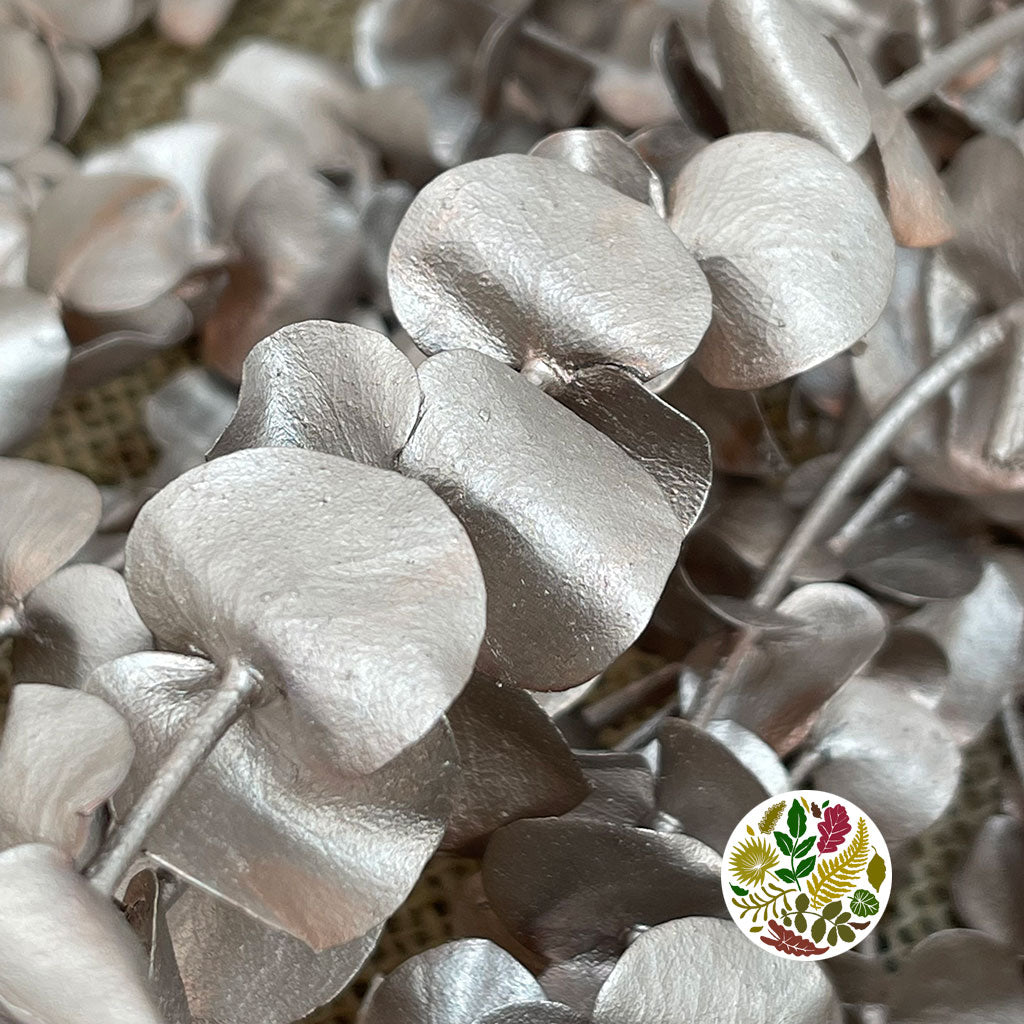 Eucalyptus 'Baby Blue' (Preserved & Painted) (DRY) (Various Colours)