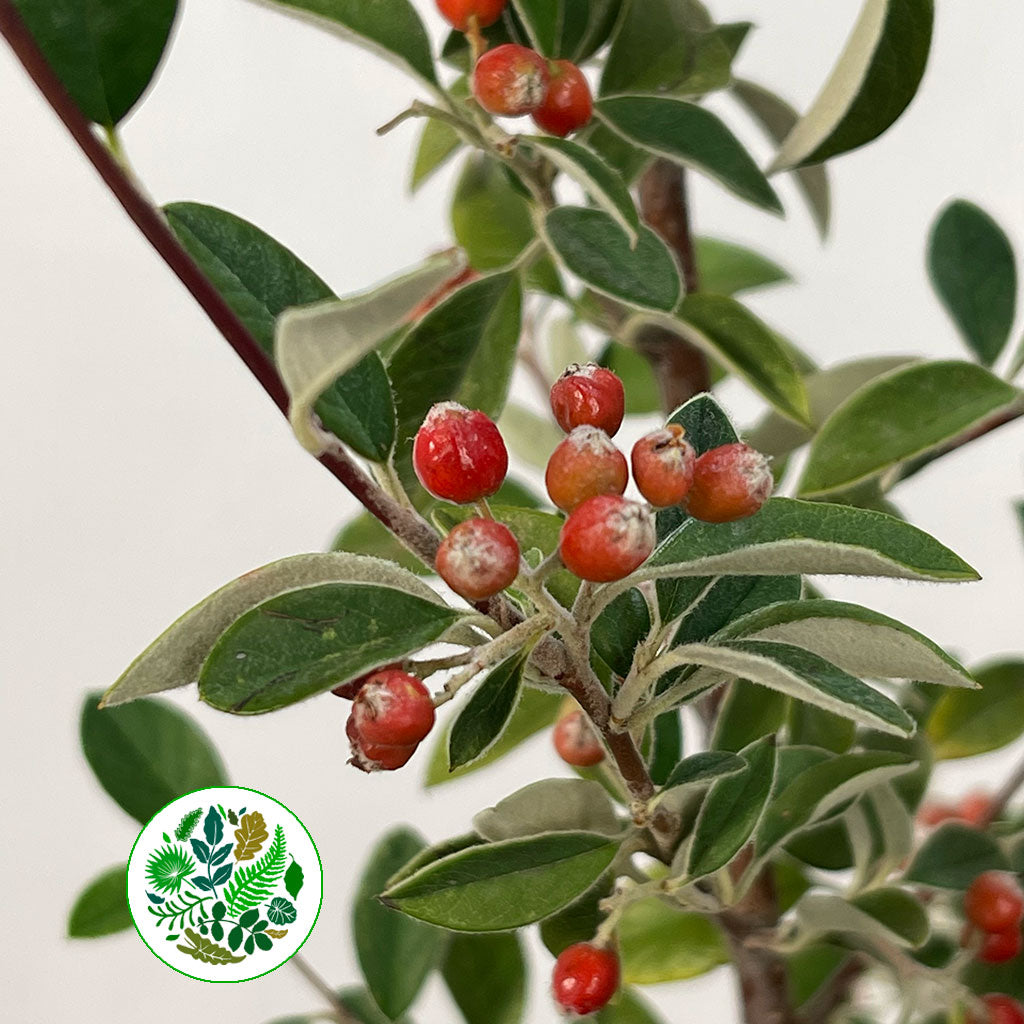 Cotoneaster (Cultivated) with Berries (Various Sizes)