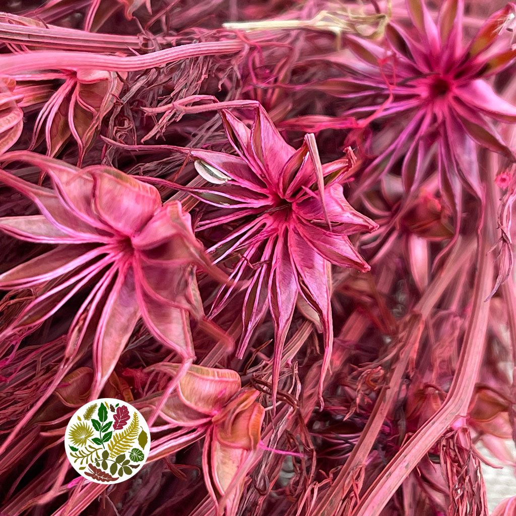 Nigella &#39;Orientalis&#39; (Painted) (DRY) (Various Colours) 60cm