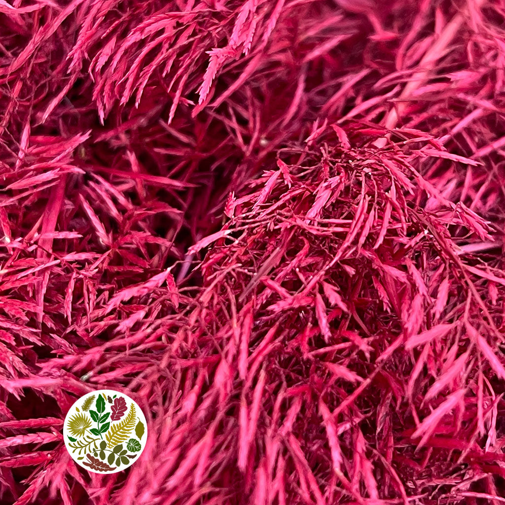 Grass 'Umbrella Heads' (Painted) (DRY) (Various Colours) (x10)