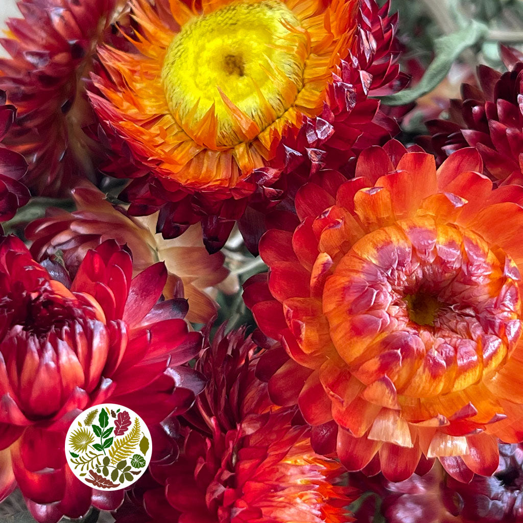Helichrysum &#39;Flower&#39; (DRY) (Various Colours) 50cm