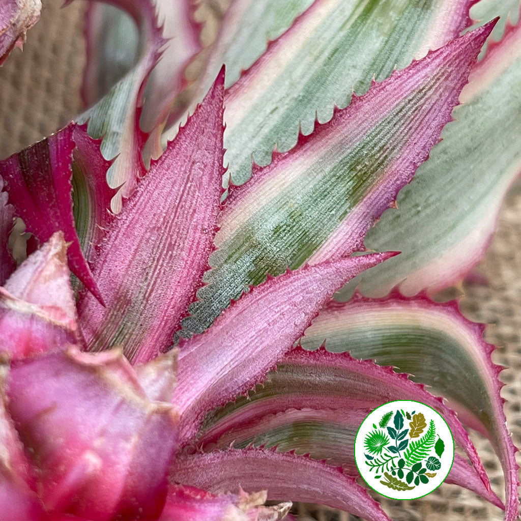 Pineapple &#39;Fruit&#39; (Variegated) (Various Sizes)