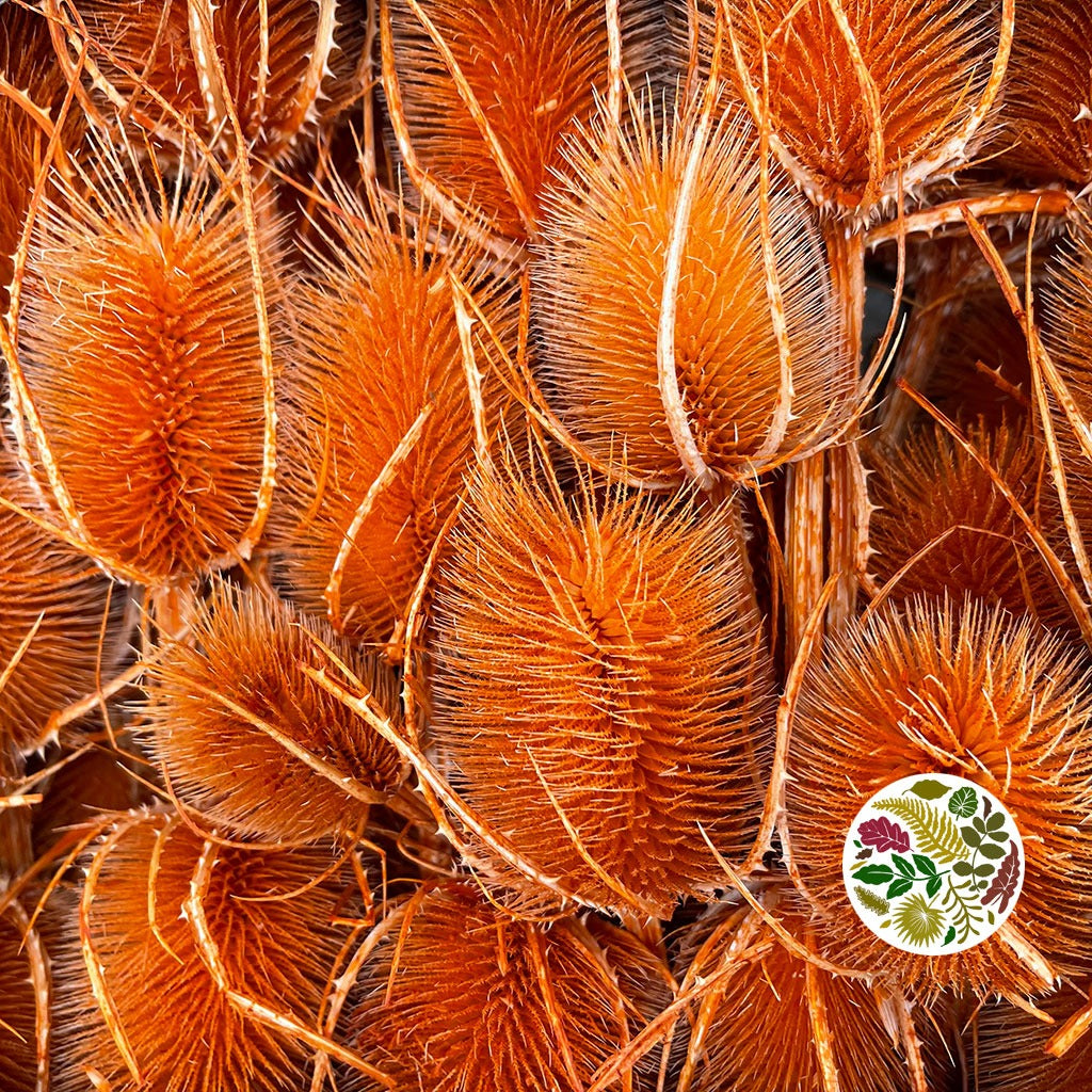 Thistle &#39;Heads&#39; (Coloured/Bleached) (DRY) (Various Colours)