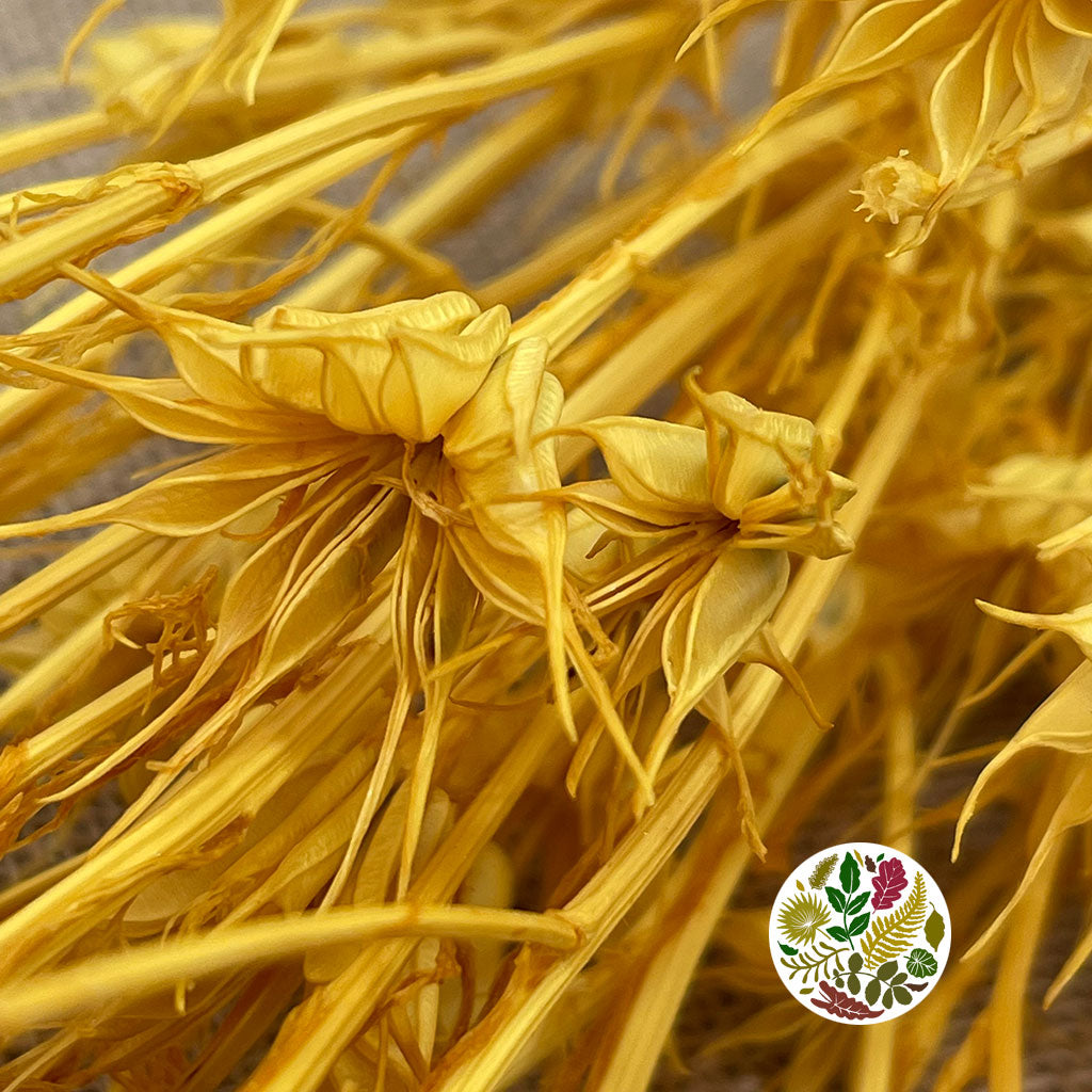 Nigella &#39;Orientalis&#39; (Painted) (DRY) (Various Colours) 60cm