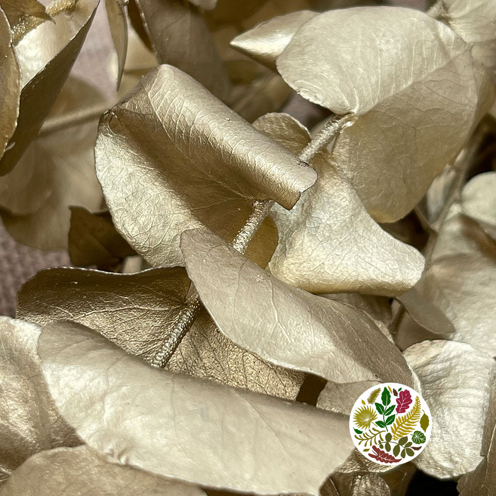 Eucalyptus 'Stuartiana' (Stabilised) (Painted) (DRY) (Various Colours)