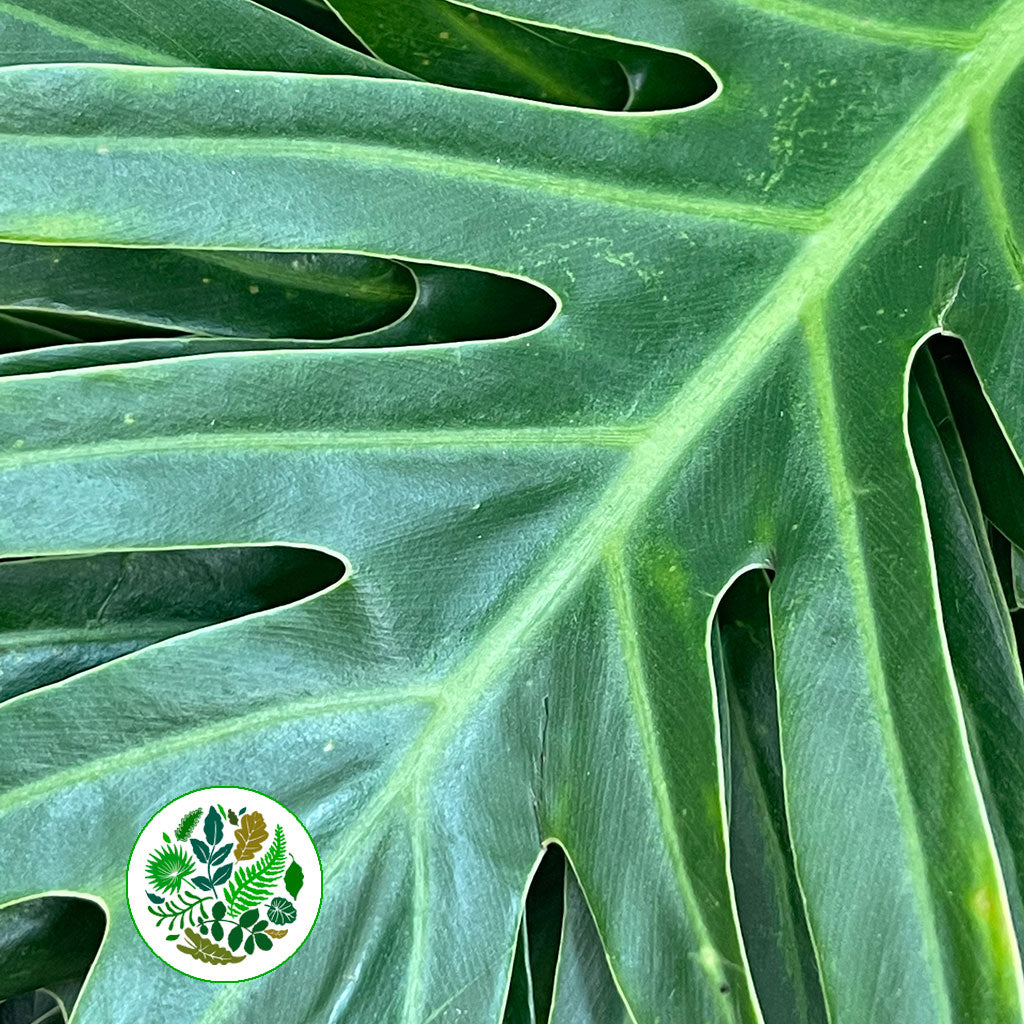 Philodendron Leaves &#39;Xantal&#39; (Various Lengths)