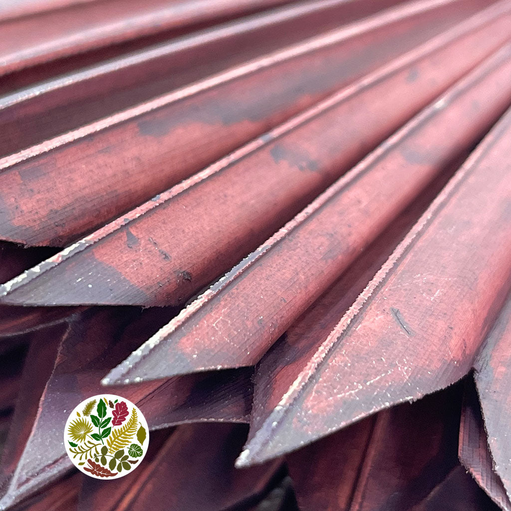 Palm 'Fan Palm' (Painted) (DRY) (Various Colours) (x5) 45-55cm