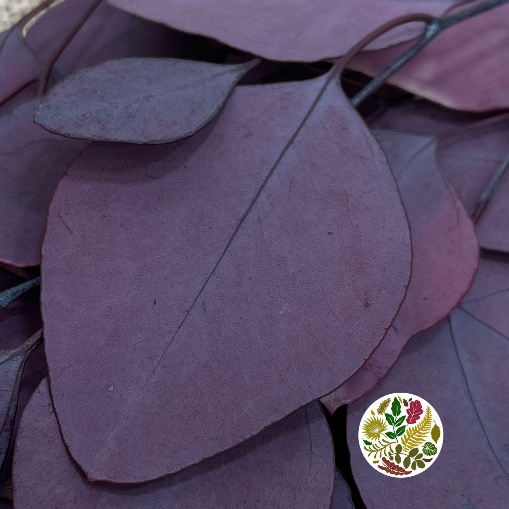 Eucalyptus &#39;Populus&#39; (Peserved) (Coloured) (DRY (Various Colours)