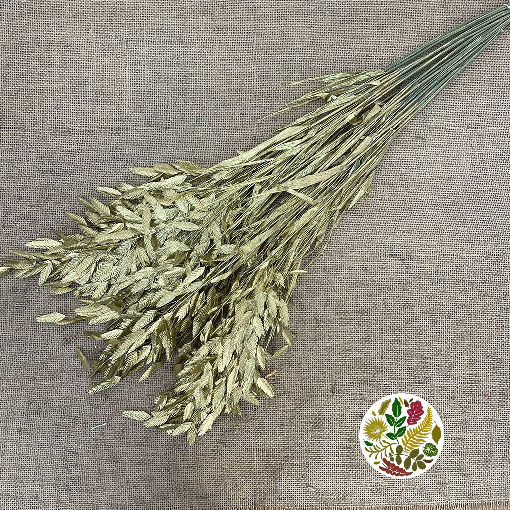 Grass &#39;Sea Oats&#39; (Painted) (Various Colours) (x50)