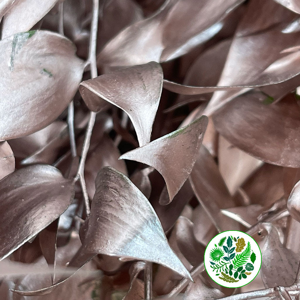 Ruscus 'Trailing' Fresh (Painted Metallic Colours) (Various)