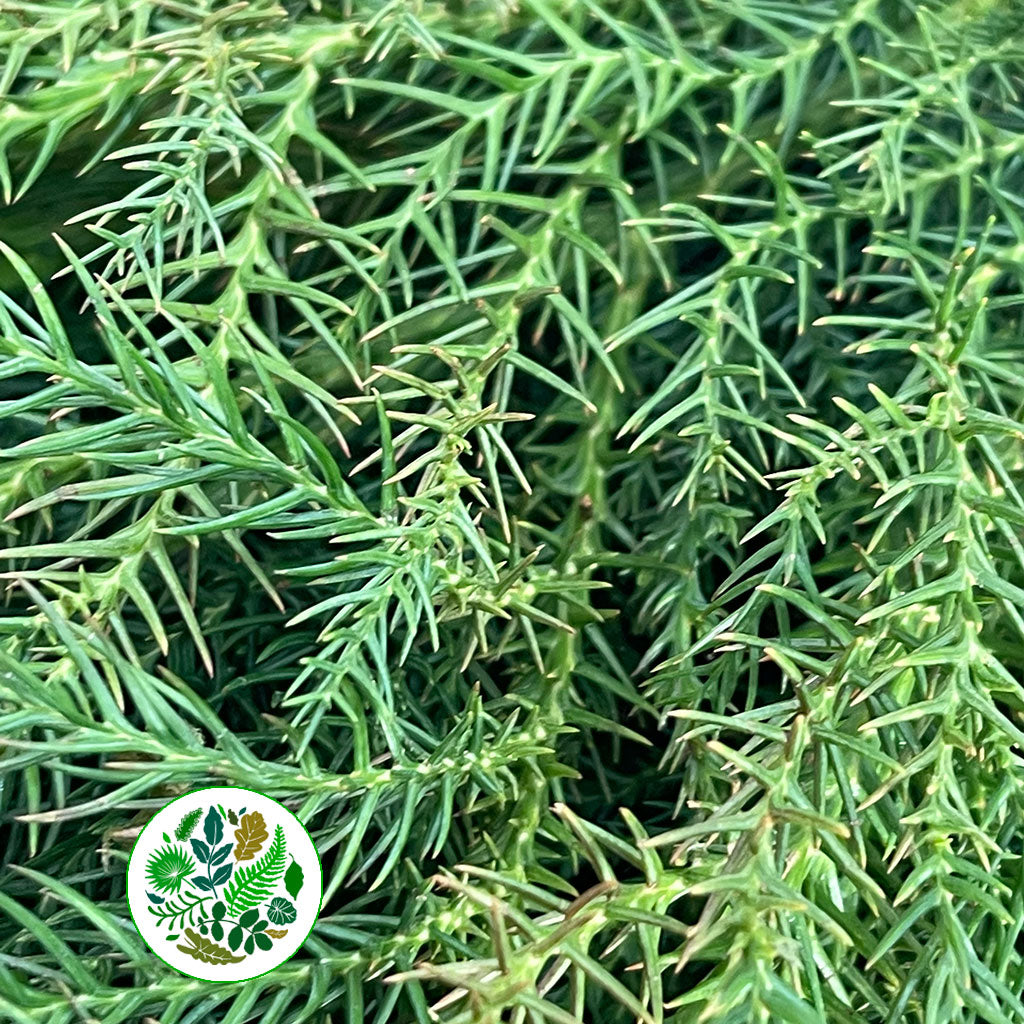 Cryptomeria &#39;Japanese Cedar&#39; Green (Various Sizes)